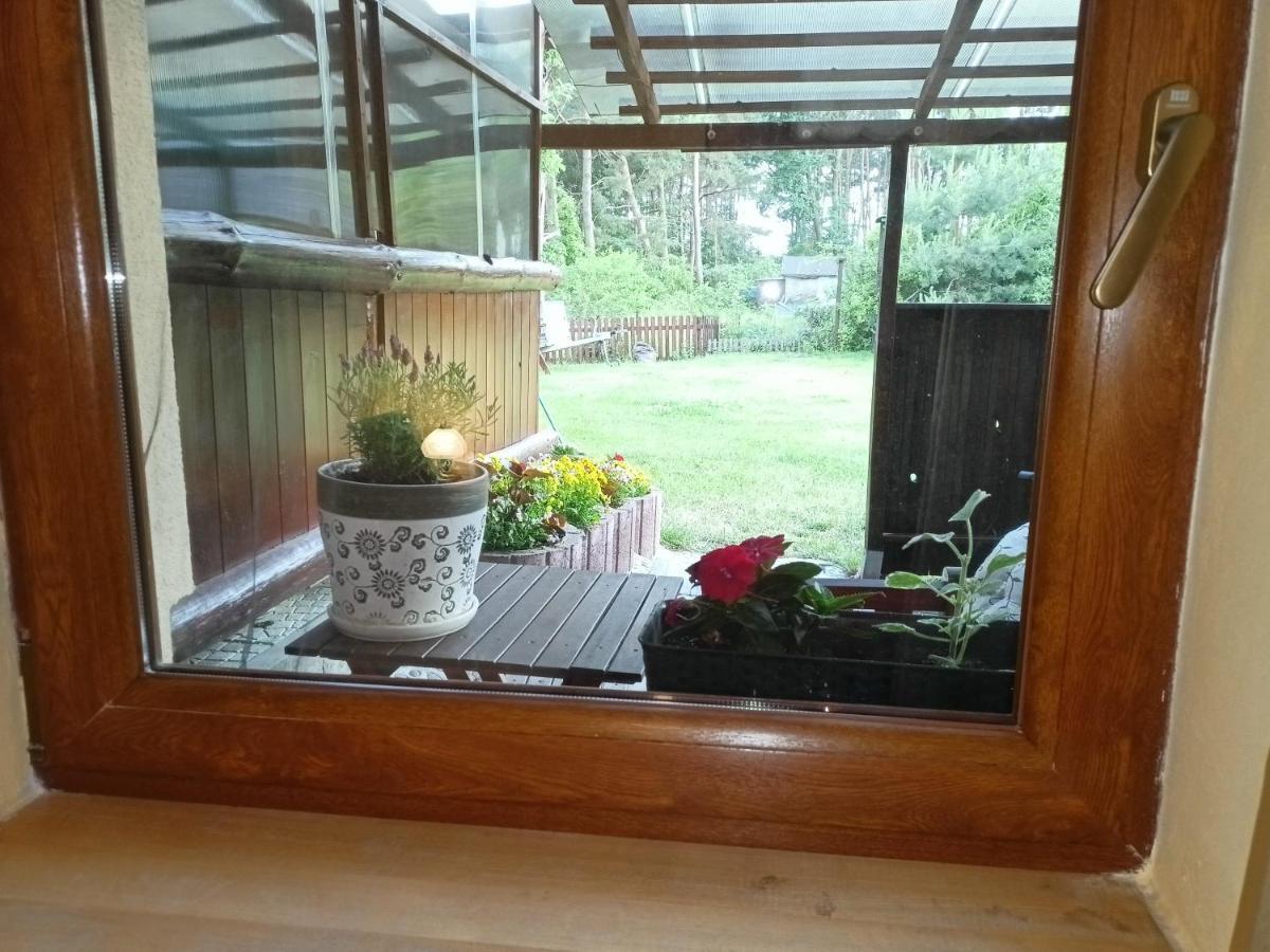 Solorena Junoszyno Luaran gambar